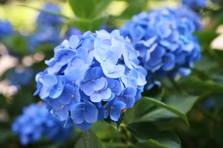 梅雨の時期に、新宿御苑に咲く青いアジサイ